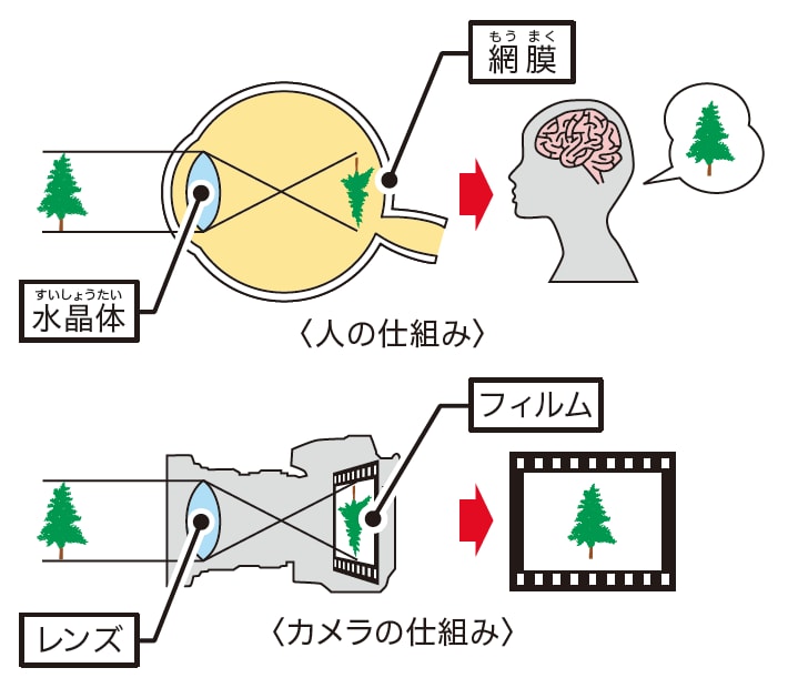 眼の構造とはたらき［ものが見える仕組み］