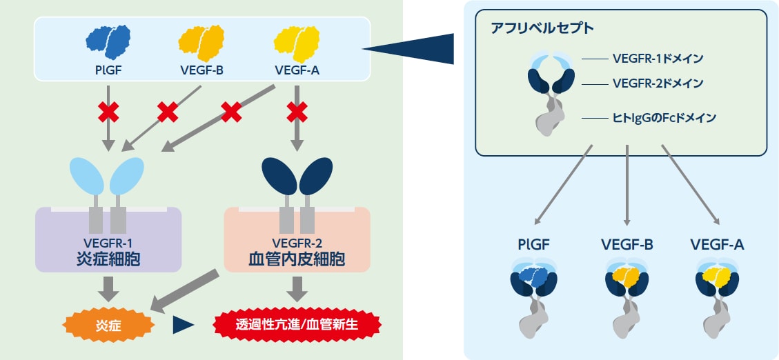 nAMDおよびDMEにおける血管透過性亢進に対するVEGF/PlGFの関与の図解